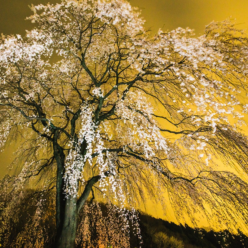 万葉集と自由恋愛